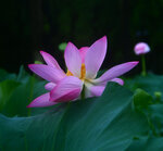 DSC_2532.jpg a