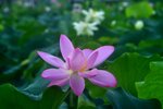 DSC_2536.jpg a