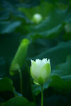 DSC_2539.jpg a