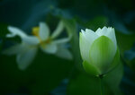 DSC_2540.jpg a