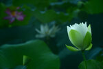 DSC_2542.jpg a