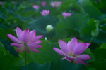 DSC_2544.jpg a