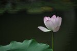 DSC_3439.jpg a