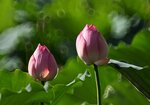 DSC_3453.jpg a