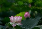 DSC_3461.jpg a