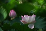 DSC_3462.jpg a