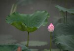 DSC_3486.jpg a