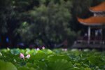 DSC_3494.jpg a