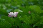 DSC_3495.jpg a
