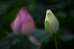 DSC_3499.jpg a
