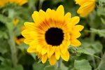_DSC8090.jpg a
