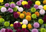 _DSC8098.jpg a