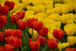 _DSC8103.jpg a