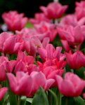 _DSC8116.jpg a