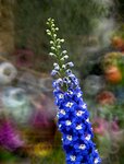 DSC_0550.jpg a