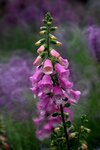 DSC_0558.jpg a