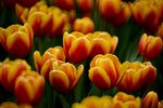 DSC_0562.jpg a