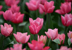 DSC_0565.jpg a