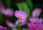 DSC_0586.jpg a