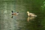 DSC_1243.jpg a