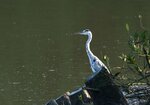DSC03071.jpg a