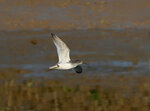 DSC03076.jpg a