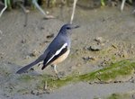 DSC_7386 a