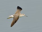 DSC_7434 a