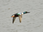 DSC_1043 b