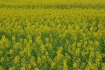 _DSC5923 a