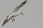_DSC6327 b