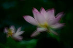 DSC_4875 a