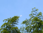IMG_0994 b