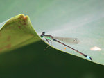 IMG_8401 m