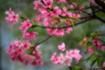 DSC_8032 a