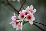 DSC_8052 a