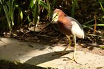 DSC_5188 a