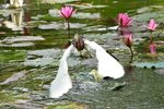 DSC_5195 a