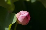 _DSC4837 a