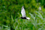 DSC_7193 a