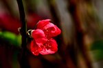 DSC_5141 b