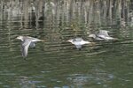 DSC_5039 b
