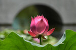 DSC_9063 a