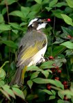 DSC03033 a