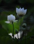 DSC_0619 a