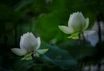 DSC_0623 a