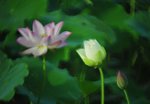 DSC_0676 a
