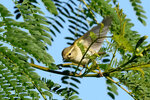 DSC01784 b