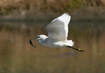 DSC01967 a