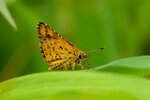 DSC00194 b